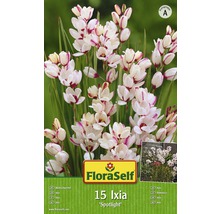 Bulb FloraSelf® Ixia 'Spotlight' alb-roz 15 buc-thumb-0