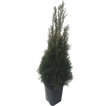 FloraSelf Thuja occidentalis 'Smaragd' H 80-100 cm ClickCo-thumb-1