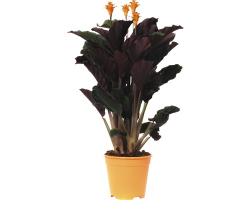 Planta care se roagă FloraSelf Calathea crocata 'Tassmania' H 45-50 cm Ø 14 cm