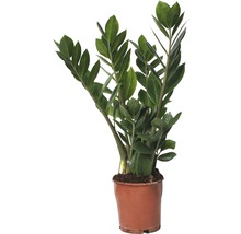 Planta ZZ FloraSelf Zamioculcas zamiifolia H 45-55 cm ghiveci Ø 13 cm-thumb-0
