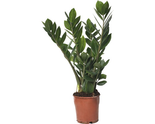 Planta ZZ FloraSelf Zamioculcas zamiifolia H 45-55 cm ghiveci Ø 13 cm