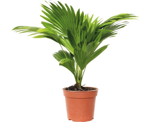 Palmier Livistonia FloraSelf Livistona rotundifolia H 40-50 cm ghiveci Ø 15 cm