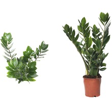 Planta ZZ FloraSelf Zamioculcas zamiifolia H 45-55 cm ghiveci Ø 13 cm-thumb-1