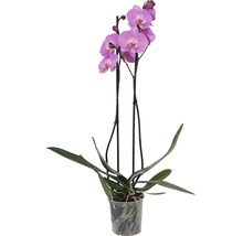 Orhidee fluture FloraSelf Phalaenopsis Hybrid H 60-65 cm ghiveci Ø 12 cm, 2 tije-thumb-3