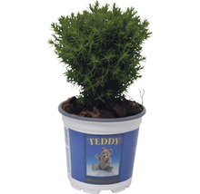 Thuja occidentalis 'Teddy'/ Conifer, h 5-10 cm, Ø 10 cm-thumb-0
