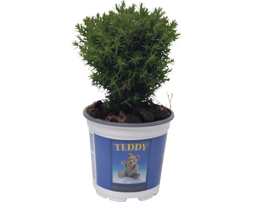 Thuja occidentalis 'Teddy'/ Conifer, h 5-10 cm, Ø 10 cm-0