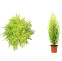Conifer FloraSelf Cupressus macrocarpa ‘Goldcrest Wilma’ H 65-80 cm ghiveci Ø 14 cm-thumb-2