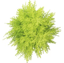 Conifer FloraSelf Cupressus macrocarpa ‘Goldcrest Wilma’ H 65-80 cm ghiveci Ø 14 cm-thumb-1