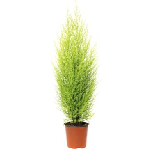 Conifer FloraSelf Cupressus macrocarpa ‘Goldcrest Wilma’ H 65-80 cm ghiveci Ø 14 cm-thumb-0