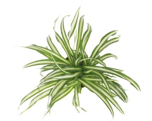 Voalul miresei FloraSelf Chlorophytum comosum ‘Atlantic‘ H 30-40 cm ghiveci Ø 12 cm