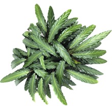 Planta care se roagă FloraSelf Calathea ornata 'Wavestar' H 105-120 cm ghiveci Ø 21 cm-thumb-1