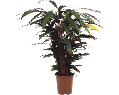Planta care se roagă FloraSelf Calathea ornata 'Wavestar' H 105-120 cm ghiveci Ø 21 cm