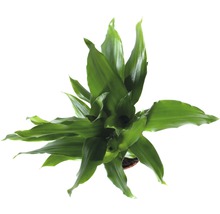 FloraSelf Dracaena fragrans 'Steudneri Green' H 40-50 cm ghiveci Ø 11 cm-thumb-1