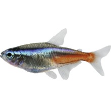 Pește Paracheirodon innesi, mărimea L-thumb-0