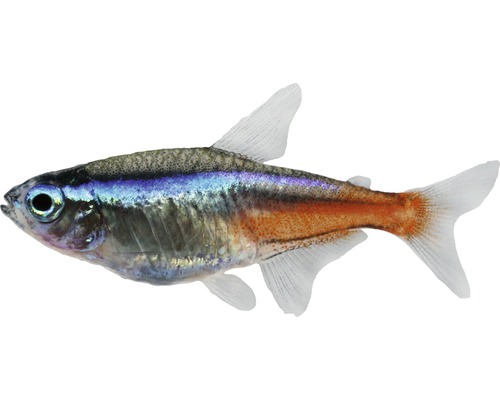 Pește Paracheirodon innesi, mărimea L