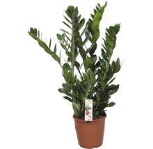 Planta ZZ FloraSelf Zamioculcas zamiifolia H 80-100 cm ghiveci Ø 21 cm-thumb-0