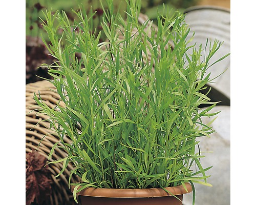 Tarhon FloraSelf Artemisia dracunculus H 10-13 cm Co 1,2 L