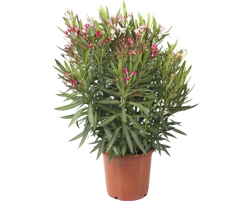Leandru tricolor FloraSelf Nerium oleander H 40-60 cm ghiveci Ø 25 cm