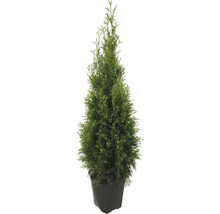 FloraSelf Thuja occidentalis 'Smaragd' H 80-100 cm ClickCo-thumb-2