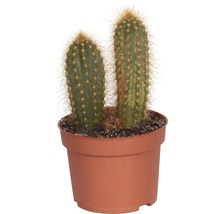 Cactus FloraSelf Cereus 'Skyline' H 15-20 cm ghiveci Ø 10,5 cm-thumb-1