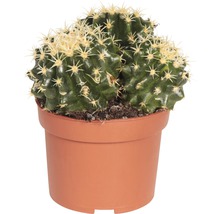 Cactus FloraSelf Echinocactus H 10,5-11,5 cm ghiveci Ø 10,5 cm-thumb-1