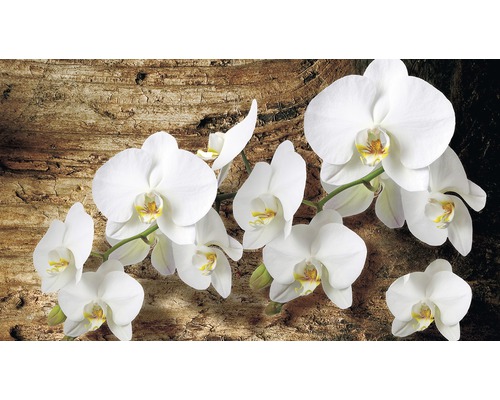 Fototapet vlies Orhidee 416x254 cm
