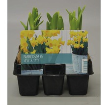 Narcisă FloraSelf Narcissus pseudonarcissus'Tete a Tete' ghiveci Ø 17 cm-thumb-0