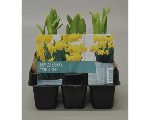 Narcisă FloraSelf Narcissus pseudonarcissus'Tete a Tete' ghiveci Ø 17 cm-0